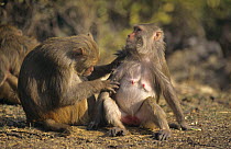 Rhesus macaque (Macaca mulatta) grooming, Keoladeo National Park, India