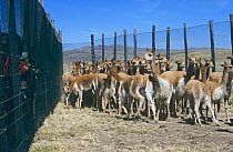Wild Vicunas (Lama vicugna) being rounded up for shearing, Huanaco Pampa, Andes, Peru