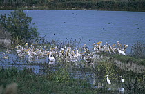 Eastern white pelicans (Pelecanus onocrotalus) in water, Hula Valley, Israel