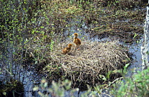 Two Hooded crane (Grus monacha) chicks in nest, Ussuriland, Far East Russia, vulnerable species