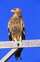 Immature Imperial eagle (Aquila heliaca) portrait, Sohar, Oman, Vulnerable species, vulnerable species