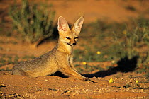 Cape fox {Vulpes chama} by den in summer, South Africa.