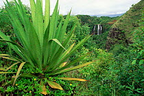 Agave plant with Opeka Falls in the background, Kauai, Hawaii.