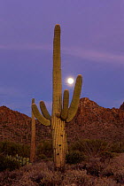 Moon rising over Saguaro cactus, Saguaro NP, Arizona, USA