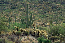 Saguaro NP, Arizona, with Saguaro cactus + Silver cholla.
