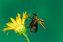 Blister beetle {Meloidae} taking off from flower, Texas.