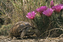 Texas tortoise {Gopherus berlandieri} and Strawberry cactus, Texas, US