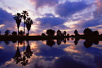 Palm trees silhouetted by water at sunset, Texas, USA
