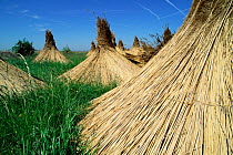 Harvested Common reed {Phragmites australis} Lake of Neusiedl, Austria.