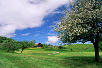 Traditional farmhouse + apple tree in blossom, Unteraegeri, Switzerland