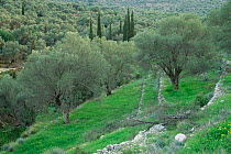Terraced Olive grove, Samos, Greece.