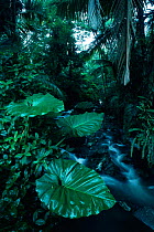 Stream in rainforest, Puerto Rico