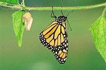 Monarch butterfly just emerged from chrysalis {Danaus plexippus} Texas, USA.