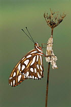 Gulf fritillary butterfly, male emerged from chrysalis {Agraulis vanillae} Texas, USA.