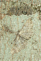 Gray moth camouflaged on tree bark {Geometridae} Texas, USA.