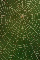 Spider web with dew, Texas, USA.