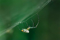 Orb web spider on web {Tetragnathidae} Texas, USA.