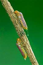 Leaf hopper adult bugs sucking sap {Cicadellidae} Texas, USA.
