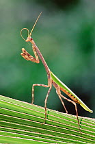 Praying mantis {Mantidea} cleaning antenna, Texas, USA.