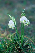 Spring snowflake flowers {Leucojum vernum} Switzerland.