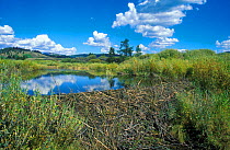 American beaver dam {Castor canadensis} Grand Teton NP, Wyoming, USA