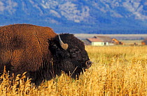 Bison {Bison bison} Grand Teton National Park, Wyoming, USA