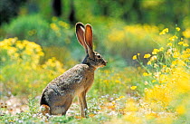 Black tailed jack rabbit {Lepus californicus} Arizona, USA