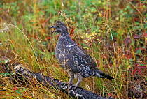 Blue / dusky grouse calling {Dendragopus obscurus} Yellowstone, WY, USA