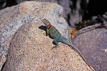 Collared lizard sunning {Crotaphytus collaris} Sonoran desert, Arizona, USA