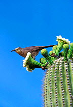 Curve billed thrasher on saguaro cactus {Toxostoma curvirostre} Arizona, USA Sonoran Desert