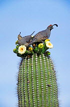 Gambel's quail {Callipepla gambelii} pair on Saguaro cactus, Sonoran desert, AZ, USA