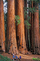 People beside Giant sequoia tree {Sequoiadentron giganteum} Sequoia NP, CA, USA