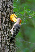 Golden fronted woodpecker {Melanerpes aurifrons} at fruit feeder, Texas, USA