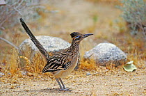 Roadrunner {Geococcyx californianus} California, USA