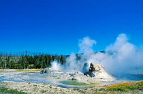 Grotto geyser, Upper geyser basin, Yellowstone National Park, Wyoming, USA