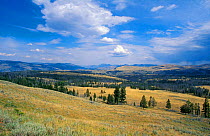 View north from Mount Washburn, Lamar valley, Yellowstone, Wyoming, USA