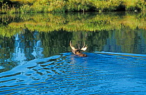 Male Moose swimming across Snake river {Alces alces} Grand Teton NP, WY, USA
