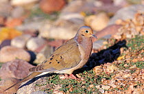 Mourning dove {Zenaida macroura} Arizona, USA