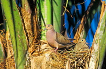 Mourning dove pair at nest {Zenaida macroura} Arizona, USA