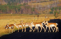 Female Pronghorn antelope cross road {Antilocapra americana} Grand Teton NP,