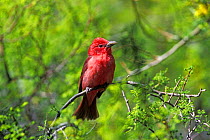 Summer tanager, male {Piranga rubra} Arizona, USA
