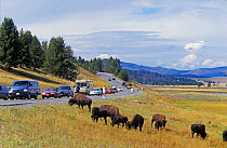 Tourists stop to watch grazing Bison {Bison bison} Yellowstone National Park, USA