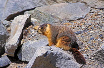 Yellow bellied marmot {Marmota flaviventris} Yosemite, California, USA