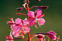 Rose bay willowherb / Fireweed flowers {Chamerion angustifolium angustifolium} Switzerland.
