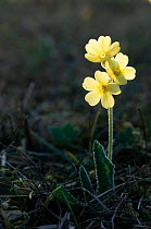 Oxlip flower {Primula elatior} Switzerland