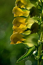 Greater yellow rattle flower {Rhinanthus alectorolophus} Switzerland.