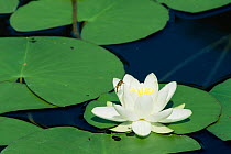 White water lily {Nymphaea alba} Switzerland.