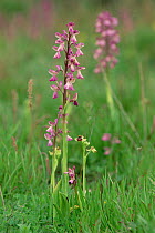 Anatolian orchid {Orchis anatolica} + Bee orchid {Orchis bombyliflora} Greece Samos