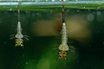 Mosquito larvae {Culicidae} Switzerland