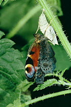 Peacock butterfly emerging from pupa {Inachis io} Switzerland